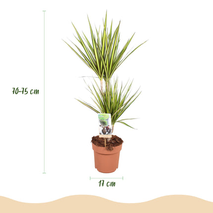 Dracaena Sunray - Dragon Blood Tree - ↕70-75cm - Ø17cm