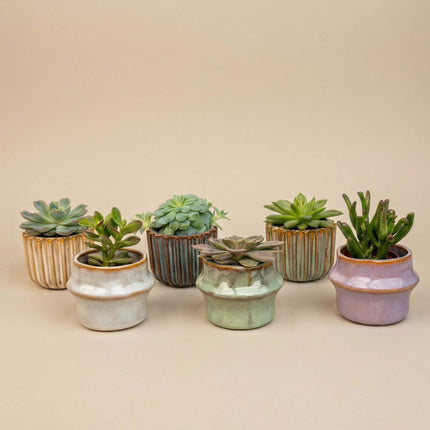 Vetplanten Set van 6 in Keramische Mini Potjes Barcelona -  ↕8–12 cm