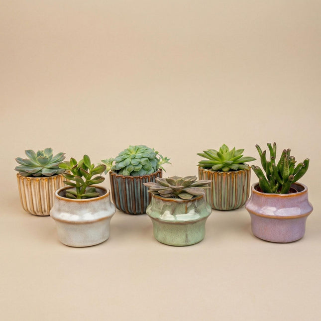 Vetplanten Set van 6 in Keramische Mini Potjes Barcelona -  ↕8–12 cm