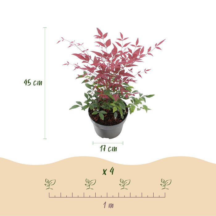 Nandina Obsessed - Rood - 2 Planten - Groenblijvend - Weinig Onderhoud - Pot 17cm Hoogte 45cm