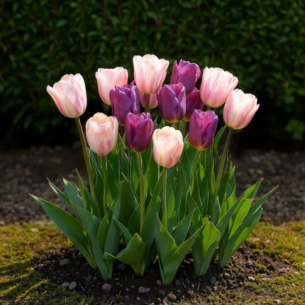 Bloembollen - Tulp Macron mix - Diversen Kleuren - 12 stuks - Bolmaat 11/12 - XXL Pack