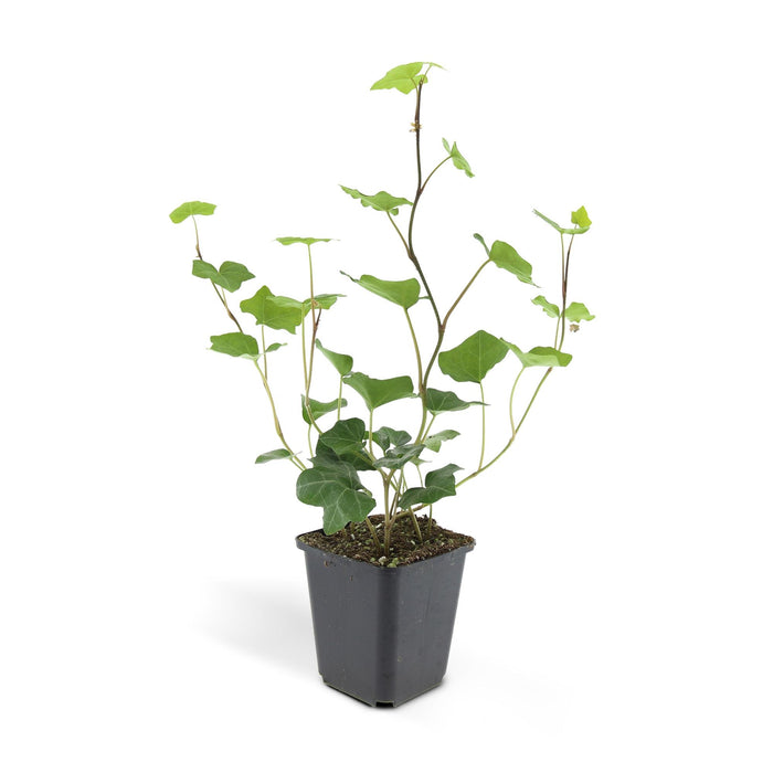 Hedera Hibernica - ↕10-25cm - Ø9cm - 48x