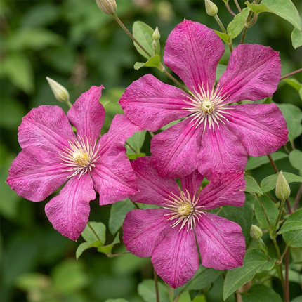 Clematis Ville de Lyon - Bosrank 2x - Rood - Klimplant - Ø9cm - ↕35cm