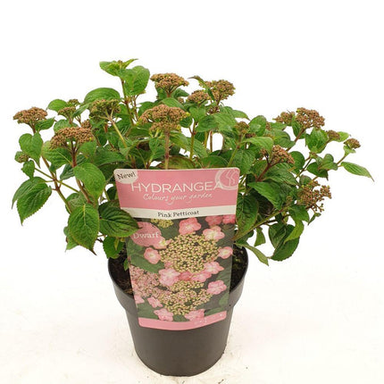Hydrangea serrata 'Pink Petticoat' - ↕25cm - Ø19cm
