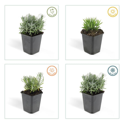Lavandula 'Hidcote' - ↕10-25cm - Ø9cm - 48x
