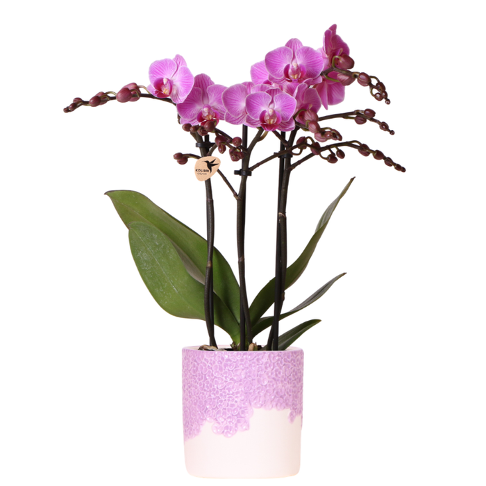 Kolibri Orchids | Paarse Vienna orchidee + Bloom sierpot paars – potmaat Ø9cm | bloeiende kamerplant – vers van de kweker