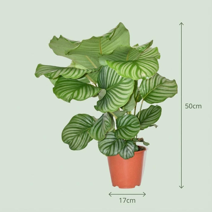 Calathea Orbifolia - ↕40-45cm - Ø17cm
