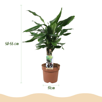 Dracaena fragrans Steudneri - Árbol del dragón - ↕50-55cm - Ø17cm
