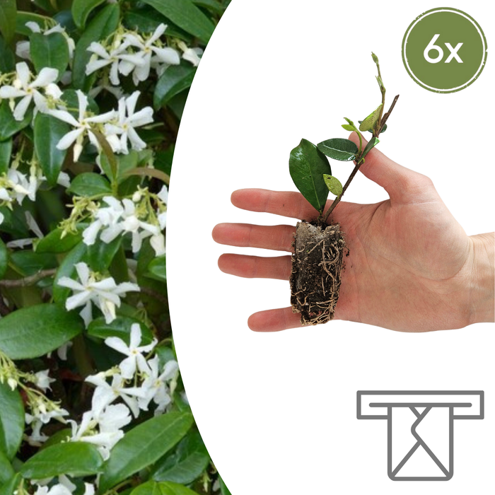 Trachelospermum jasminoides – 6 Pluggen | Kweek & Geniet van de Geurige Sterjasmijn
