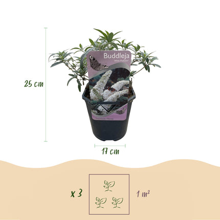 Schmetterlingsstrauch (Buddleja davidii 'White Profusion') – Weiße Blüte – ↕25 cm – Ø17 cm – 1 Stück