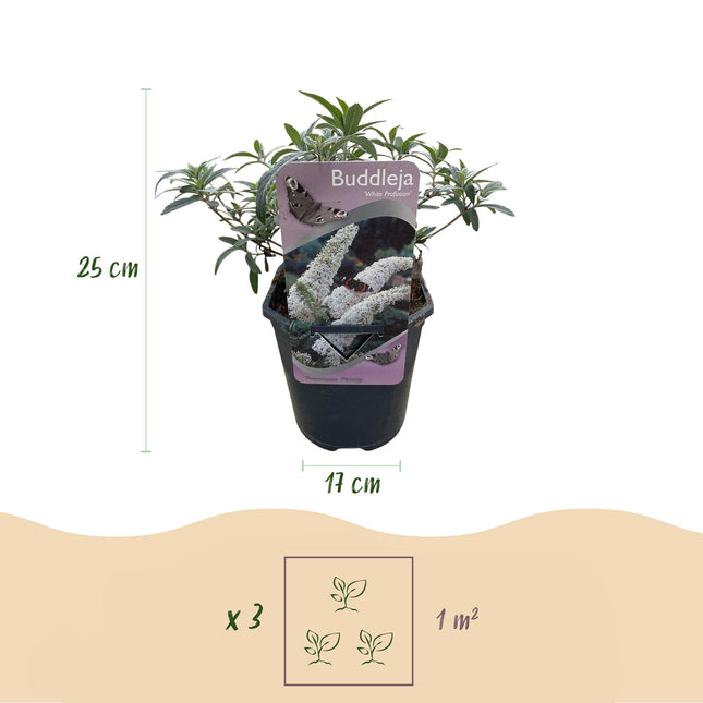 Vlinderstruik - Buddleja davidii White Profusion - Bloem Wit - ↕25cm - Ø17cm - 1x