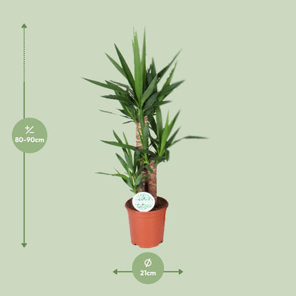 Yucca - ↕90cm - Ø21cm
