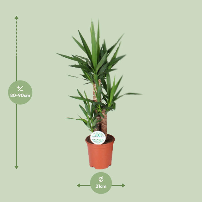 Yucca - ↕90cm - Ø21cm