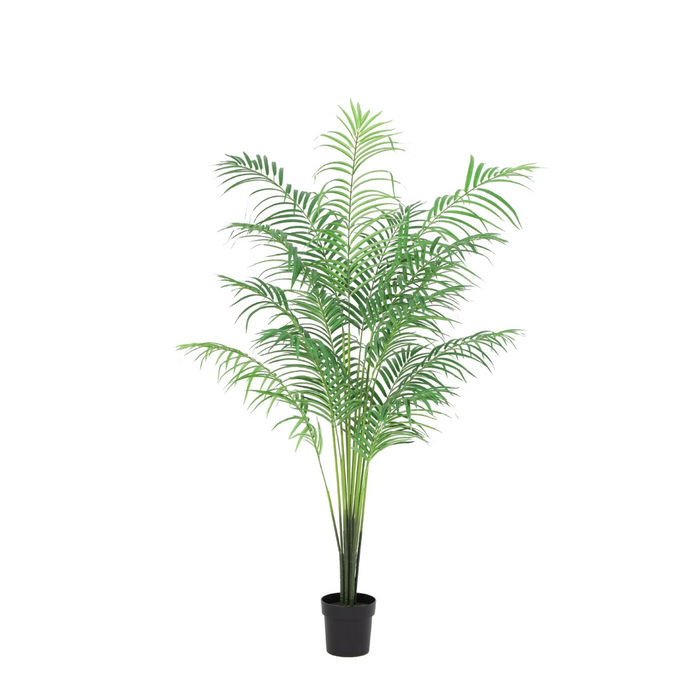Kunstplant Kentia palm - ↕170cm