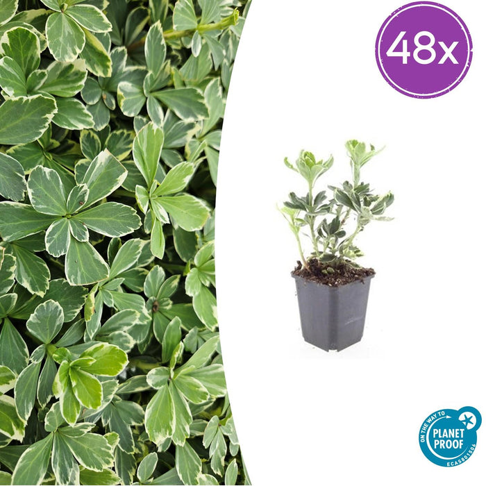 Pachysandra term. 'Variegata' - ↕10-25cm - Ø9cm - 48x