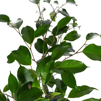 Ficus Benjamina Exotica - ↕60 - 80cm - Ø17cm