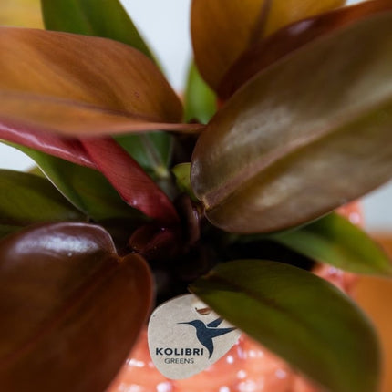 Philodendron Ruby Red - Kolibri Greens - Ø9cm