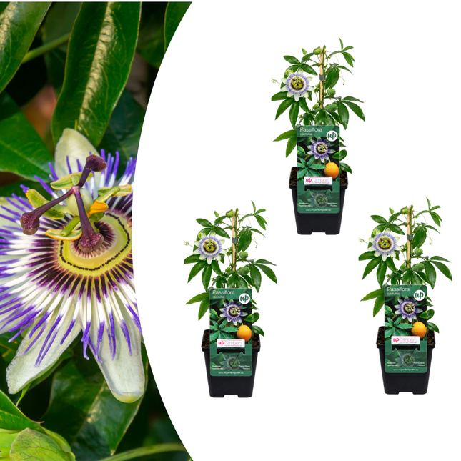 Passiflora caerulea (Passiebloem) 3x – P9 pot – exotische bloeiende klimplant