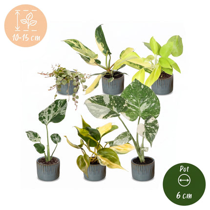 Baby Planten Tropical Mix - Diversen 6x - Tropisch - incl. Linnea Misty Blue - Ø6cm - ↕10-15cm