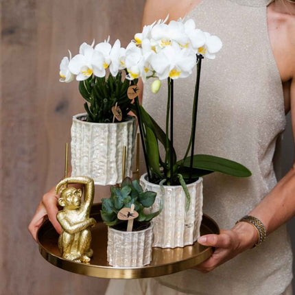 Kolibri Home | Oyster sierpot - Ø6cm