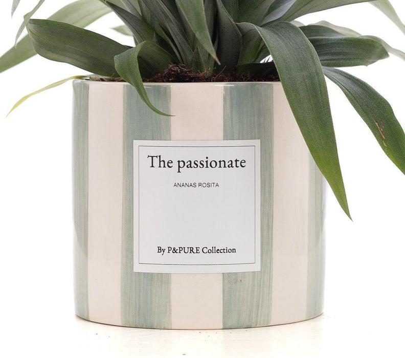 Ananas Rosita Gift "The Passionate" met wenskaart - Ø12cm - ↕35cm