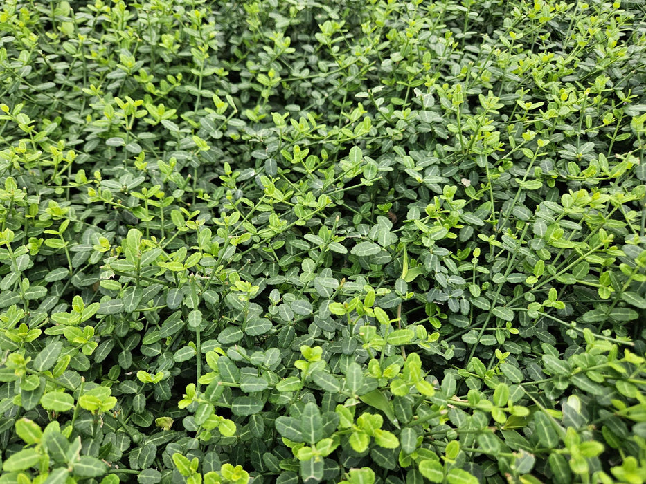 Euonymus fort. 'Minimus' - ↕10-25cm - Ø9cm - 24x