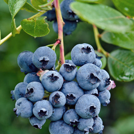 Vaccinium Corymbosum 'Reka' - Blueberry plant - ↕45cm - Ø13cm
