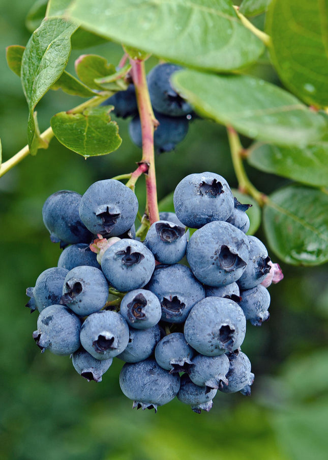 Vaccinium Corymbosum 'Reka' - Blauwe Bessenplant - ↕45cm - Ø13cm