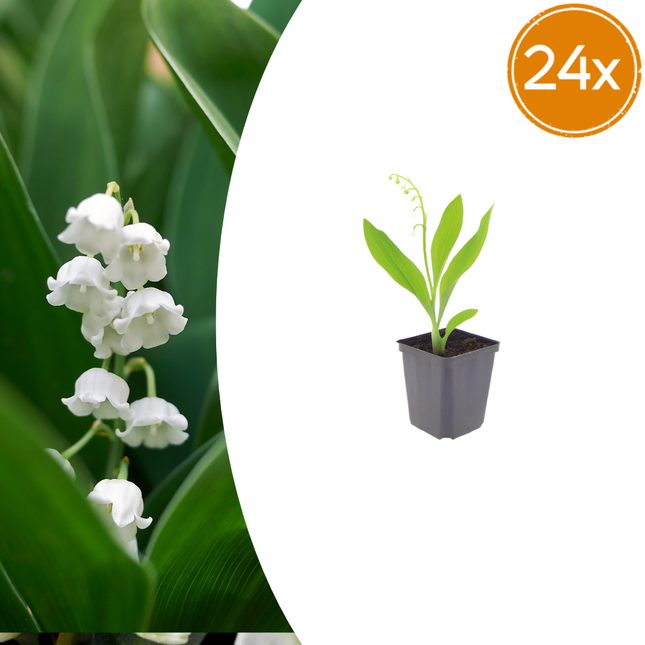 Convallaria majalis - Lirio del valle - ↕10-25cm - Ø9cm - 24x