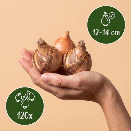 120x Narcissus Carlton - Bloembollen - Gele narcis - Geel - Voorjaarsbloeier - Bolmaat 12/14