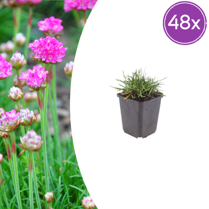 Armeria maritima 'Splendens' - Engels Gras - ↕10-25cm - Ø9cm - 48x