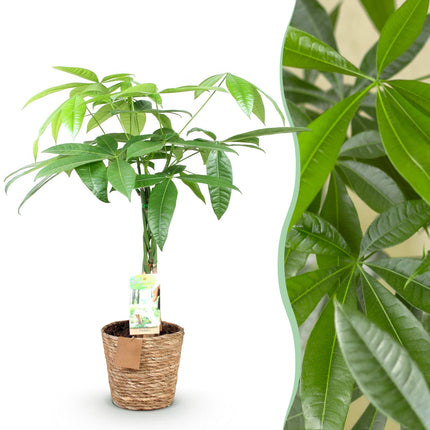 Pachira Aquatica braided trunk - Money tree - with basket - ↕60-70cm - Ø17cm