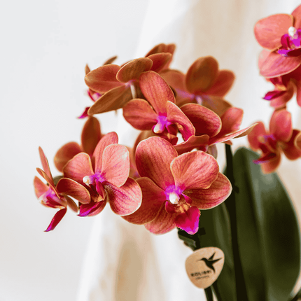 Kolibri Orchids | Oranje Jungle Bouquet Mineral Bolzano in Oyster Dish
