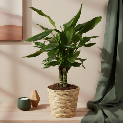 Dracaena fragrans Steudneri - Árbol del dragón - ↕50-55cm - Ø17cm