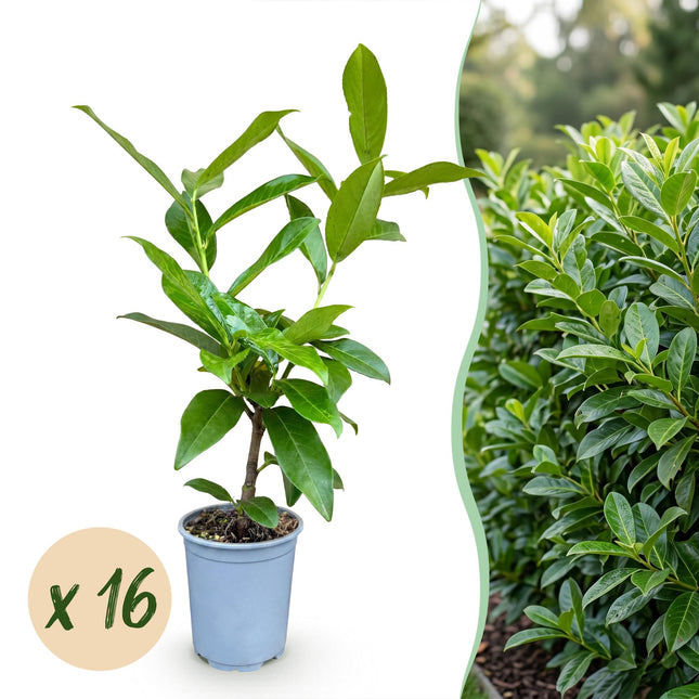 Prunus laur. Novita - Wawrzyn wiśniowy - 16 roślin żywopłotowych - Zimozielony - Zielony - Doniczka 9 cm - Wysokość 25-35 cm