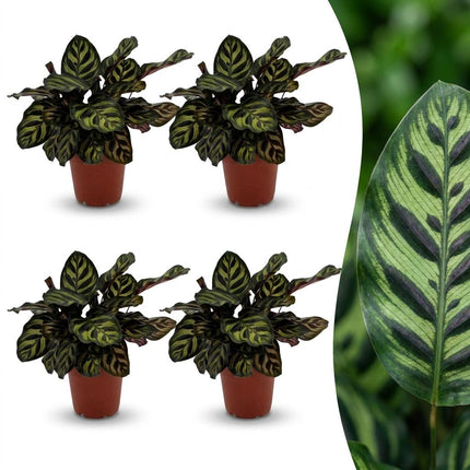 Calathea Makoyana - Pauwenplant - 4x - Pot 12cm - Hoogte - 25cm