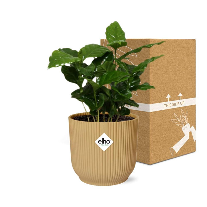 Coffea Arabica in elho Vibes Fold Ø14cm geel - ↕20-30cm