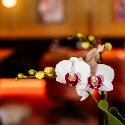 Kolibri Orchids | Combi Deal - 4 Witte Phalaenopsis Orchideeën Mineral Gibraltar - Ø9 cm
