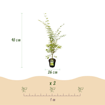 Acer palmatum Sangokaku - Japanse Esdoorn - Groen - ↕90cm - Ø26cm