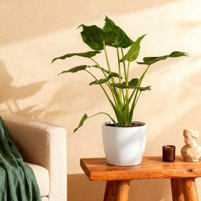 Alocasia Cucullata - Mano di Buddha - con vasi bianchi - ↕65-70cm - Ø21cm