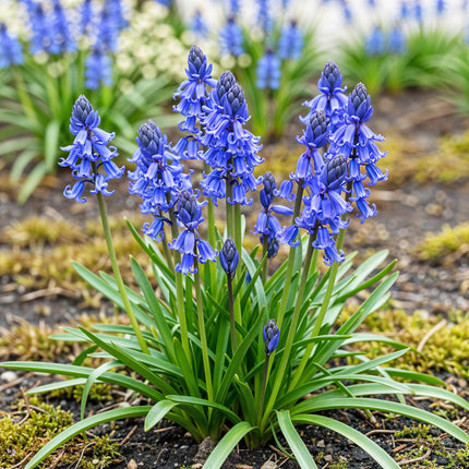 Bulbes de fleurs - Hyacinthoides non Scripta - Couleur bleue - 20 bulbes - Calibre 7/8 - Paquet XXL