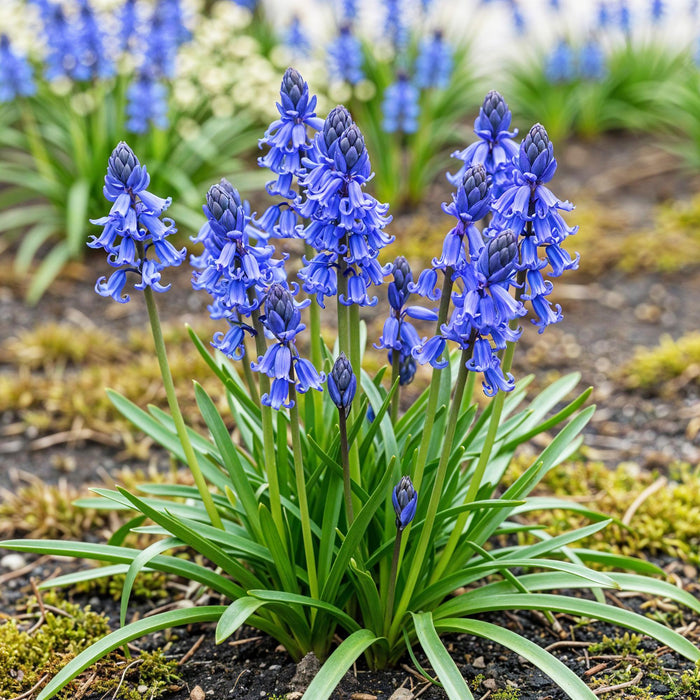 Bloembollen - Hyacinthoides non Scripta - Kleur Blauw - 20 stuks - Bolmaat 7/8 - XXL Pack