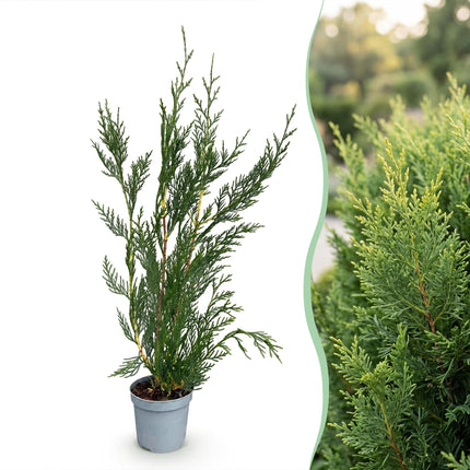 Cupressocyparis leylandii 2011 - Leylandii - 40x Haagplanten - Groenblijvend - Groen - Pot 9cm - Hoogte 30-40cm