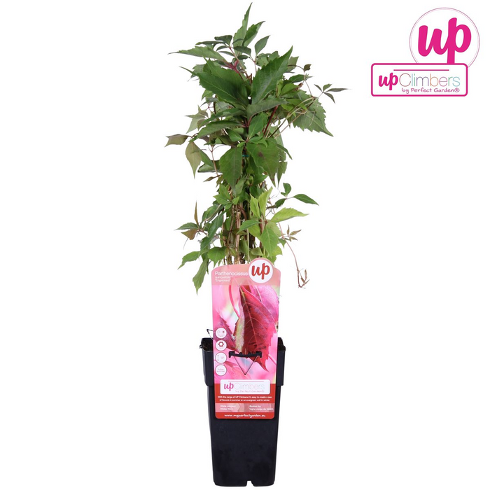 Parthenocissus Quinquefolia 'Engelmannii' - Wilde Wingerd - ↕65cm - Ø15cm