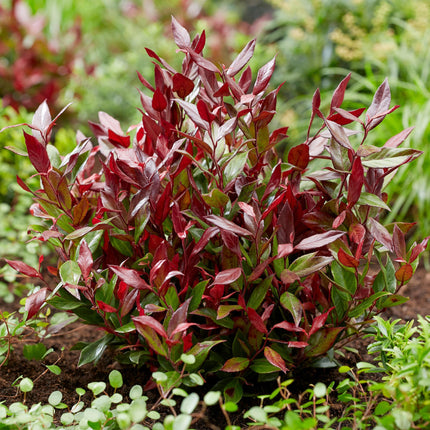 Leucothoe Little Flame - Rood - 2 Planten - Groenblijvend - Weinig Onderhoud - Pot 17cm Hoogte 40cm