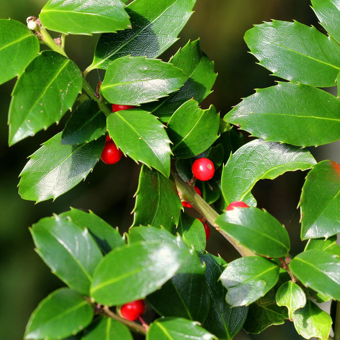 Tuinplant - Ilex meserveae Blue Maid - Plant op stam - Terras Plant - Bladverliezend - Weinig Onderhoud - Pot 19cm Hoogte 90cm
