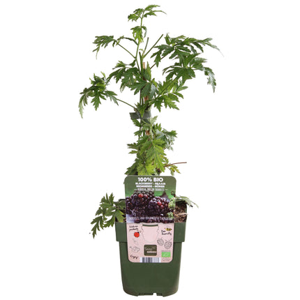 Rubus Fruticosus 'Thornless Evergreen' - Zarzamora sin espinas - ↕45cm - Ø13cm