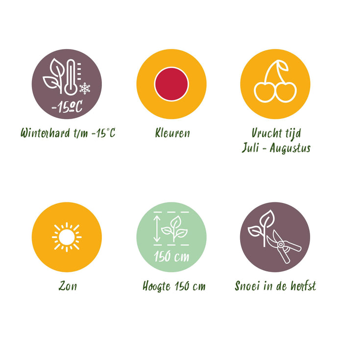 Framboos - Rubus idaeus Heritage - Winterhard - 6 Planten - Pot 9 cm - Rode Framboos