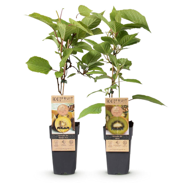 Green & Yellow Kiwi Plant - Actinidia deliciosa Jenny & Golden Kiwi - ↕50cm - Ø15cm - 2x