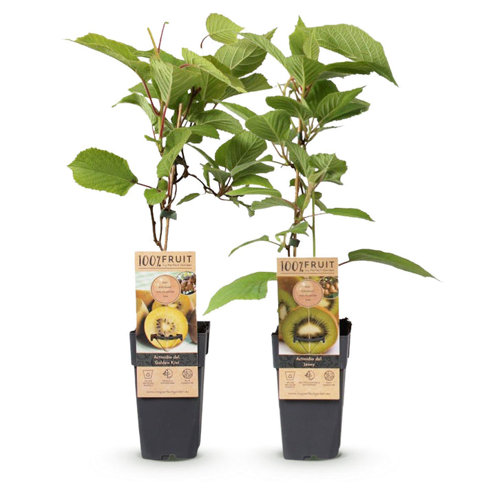 Fruitplant - Groene & Gele Kiwi - Actinidia deliciosa Jenny & Golden Kiwi  - 2 planten  - Pot 15cm Hoogte 50cm